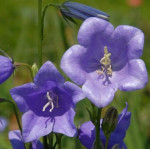 Campanula persicifolia Caerulea Dzwonek brzoskwiniolistny Caerulea