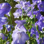 Campanula persicifolia Caerulea Dzwonek brzoskwiniolistny Caerulea