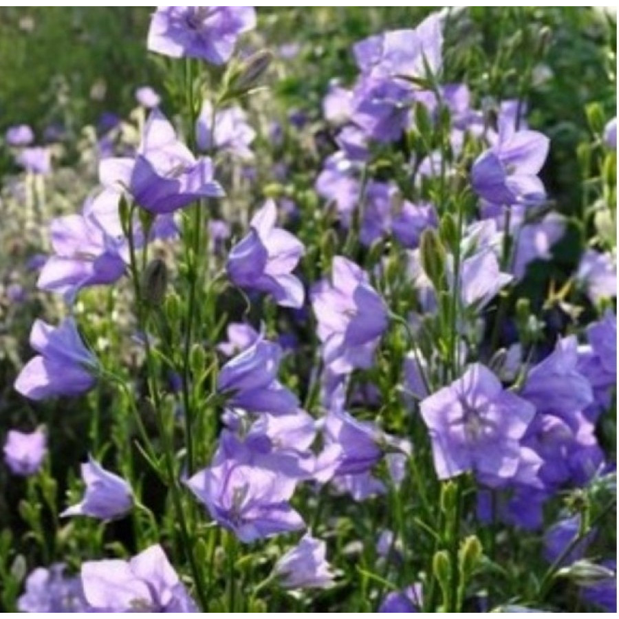 Campanula persicifolia Caerulea Dzwonek brzoskwiniolistny Caerulea