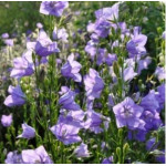 Campanula persicifolia Caerulea Dzwonek brzoskwiniolistny Caerulea