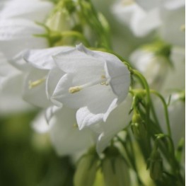 Campanula cochleariifolia Jingle White Dzwonek drobny Jingle White