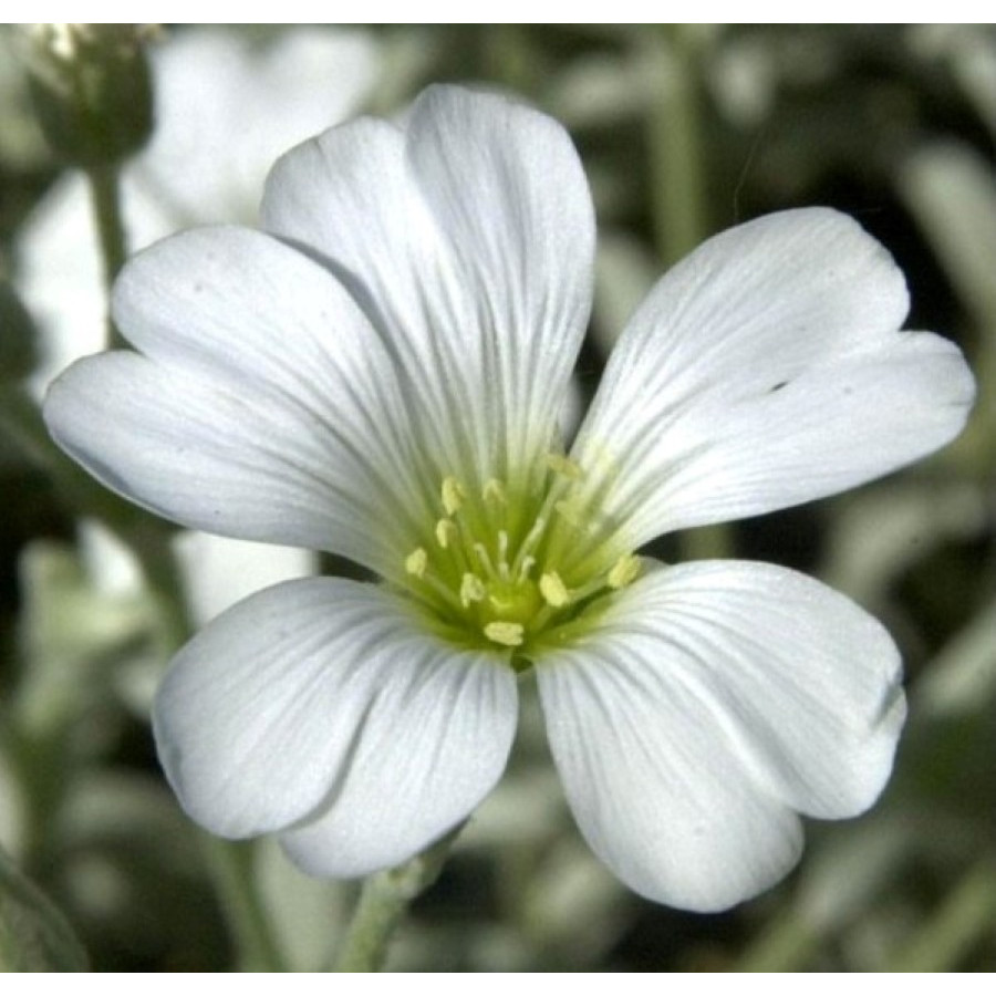 Cerastium tomentosum Silberteppich Rogownica kutnerowata