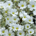 Cerastium tomentosum Silberteppich Rogownica kutnerowata