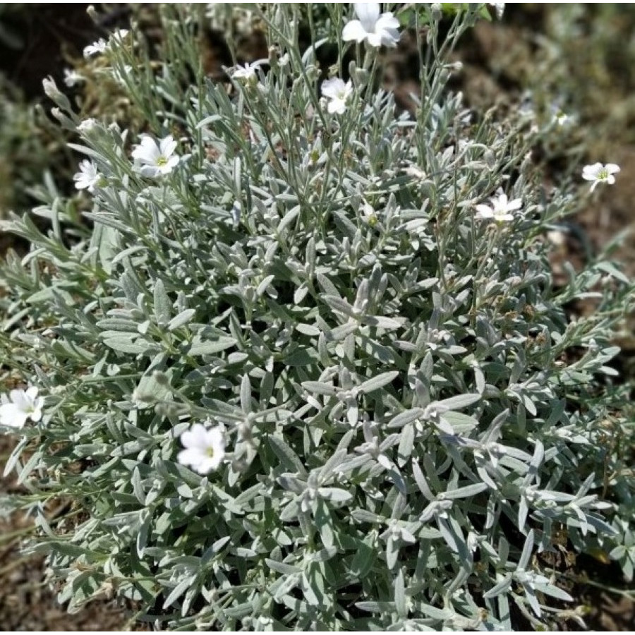 Cerastium tomentosum Silberteppich Rogownica kutnerowata