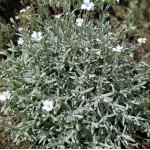 Cerastium tomentosum Silberteppich Rogownica kutnerowata