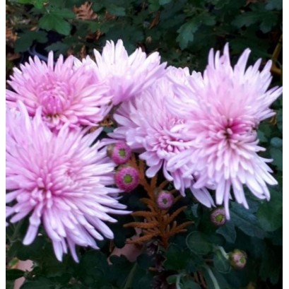 Chrysanthemum indicum " Mei Kyo " - Złocień ogrodowy