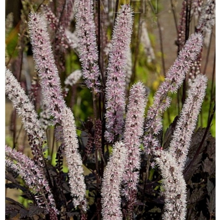 Cimicifuga Carbonella Pluskwica