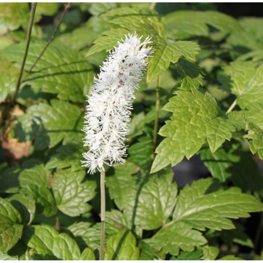 Cimicifuga racemosa Pluskwica groniasta