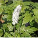 Cimicifuga racemosa Pluskwica groniasta