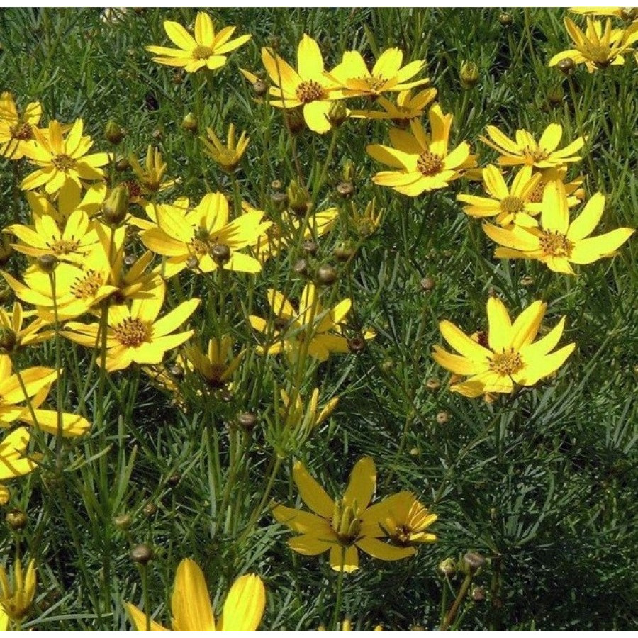 Coreopsis verticilata Grandiflora Nachyłek okółkowy