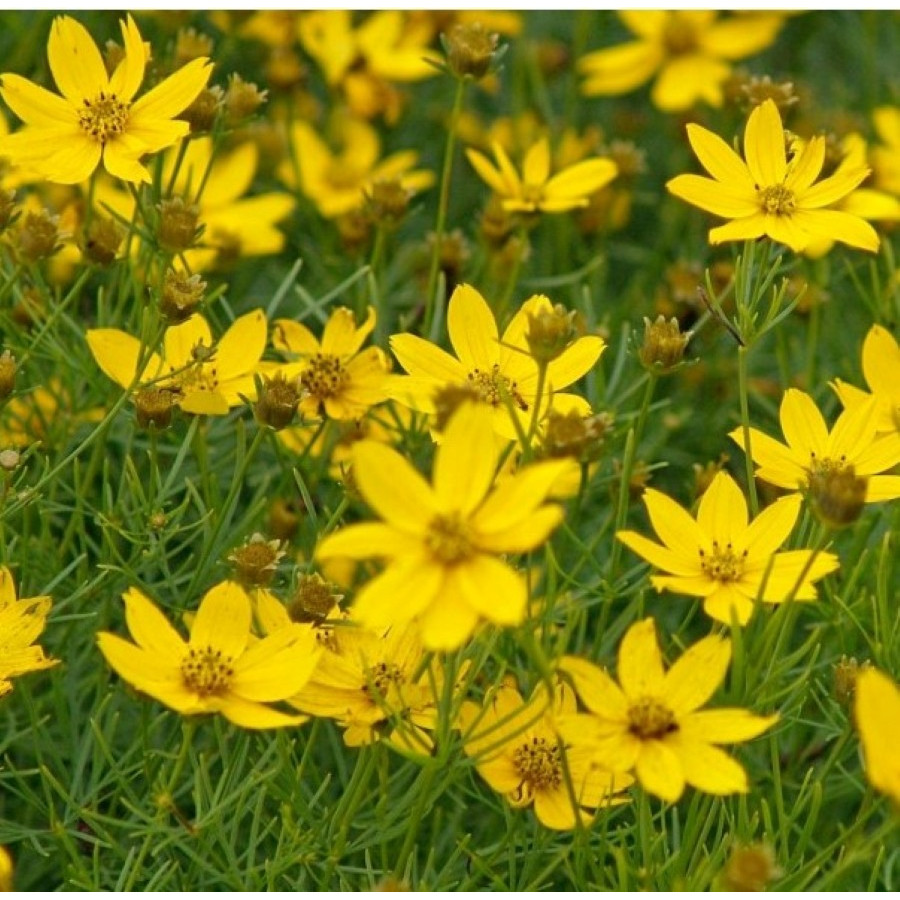 Coreopsis verticilata Grandiflora Nachyłek okółkowy