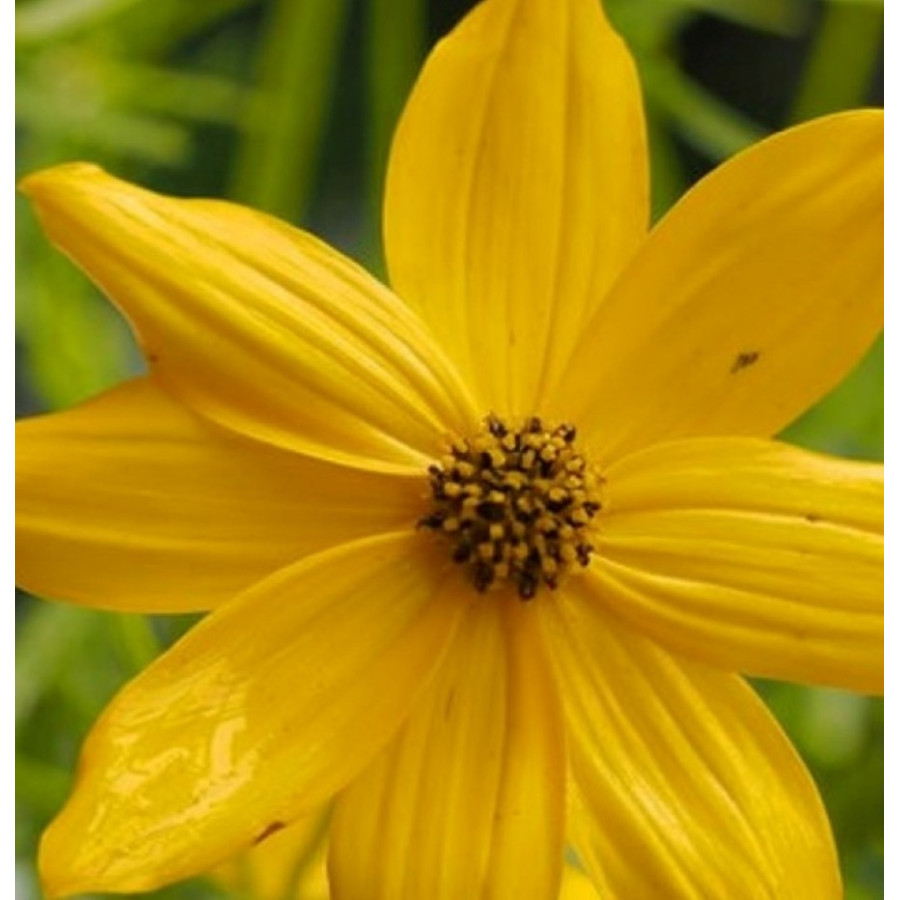 Coreopsis verticilata Grandiflora Nachyłek okółkowy