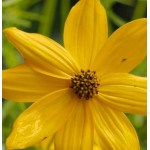 Coreopsis verticilata Grandiflora Nachyłek okółkowy