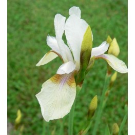 Iris sibirica Snow Prince Kosaciec syberyjski