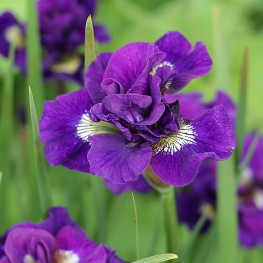 Iris sibirica Kaboom Kosaciec syberyjski