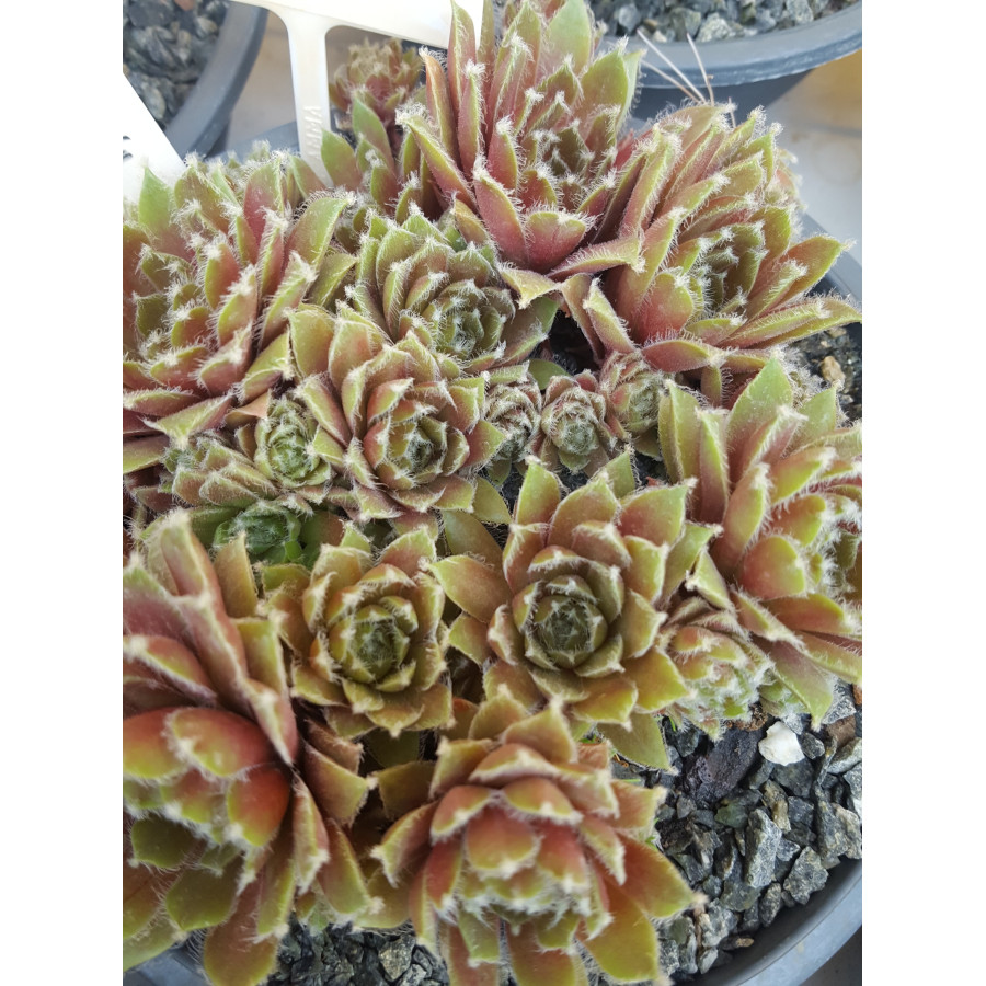 Sempervivum Rojnik Alpha