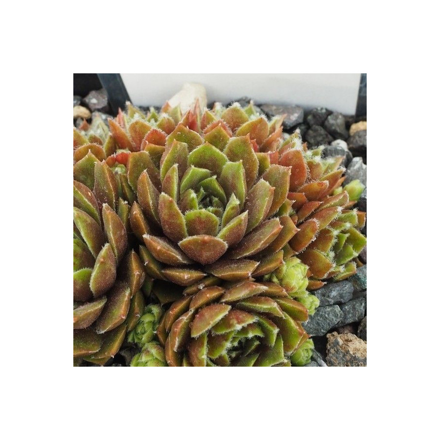 Sempervivum Rojnik Alpha