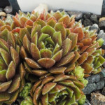 Sempervivum Rojnik Alpha