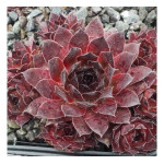 Sempervivum Darke Beauty rojnik