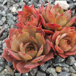 Sempervivum Desert Bloom Rojnik