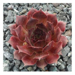 Sempervivum Dolo Rojnik