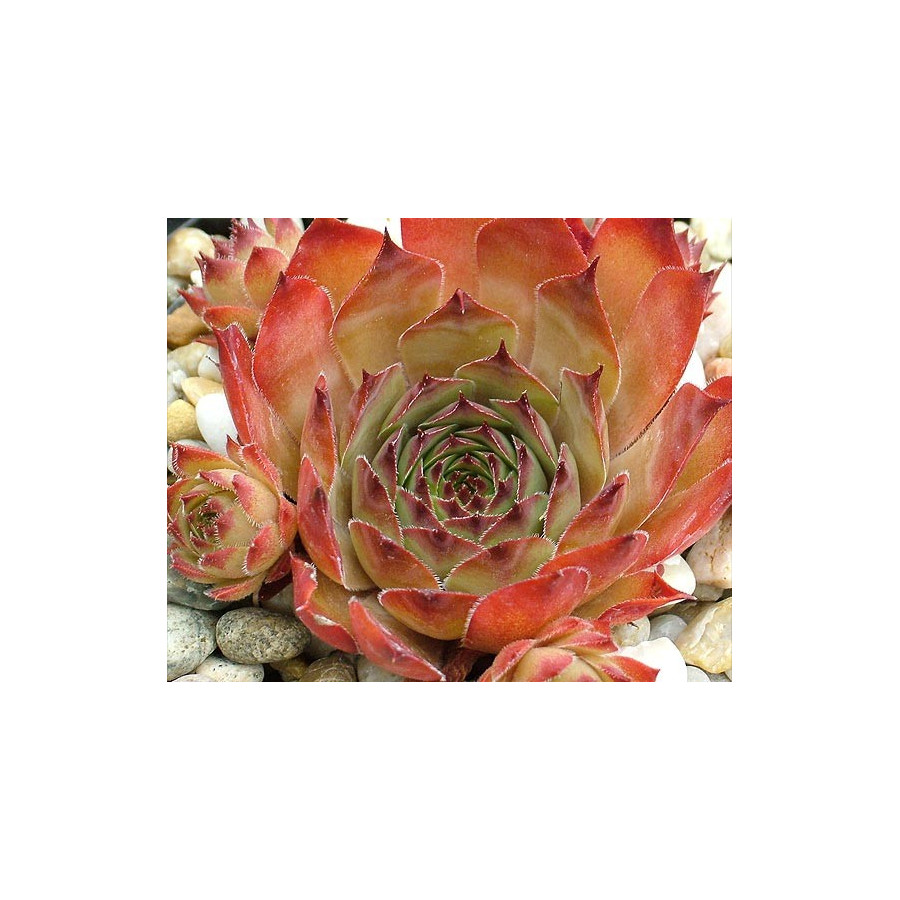 Sempervivum Dolo Rojnik