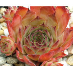 Sempervivum Dolo Rojnik