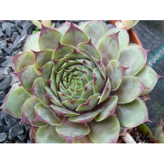 Sempervivum Damokles Rojnik