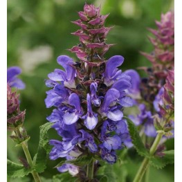 Salvia nemorosa MaRVEL BLUE Szałwia wspaniała