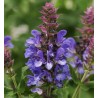 Salvia nemorosa MaRVEL BLUE Szałwia wspaniała