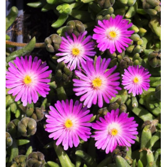 Delosperma Jewel of Desert Candystone Słonecznica