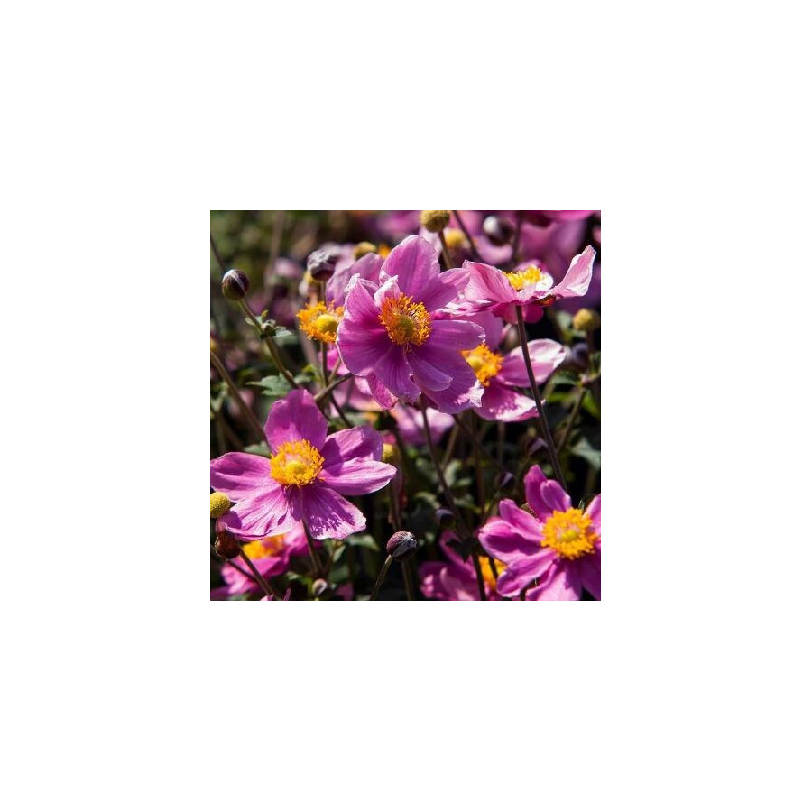 Anemone japonica Splendens Zawilec