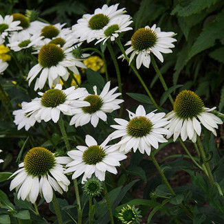 Echinacea KISMET® WHITE Jeżówka