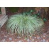 Carex conica Snowline Hime Kansuge