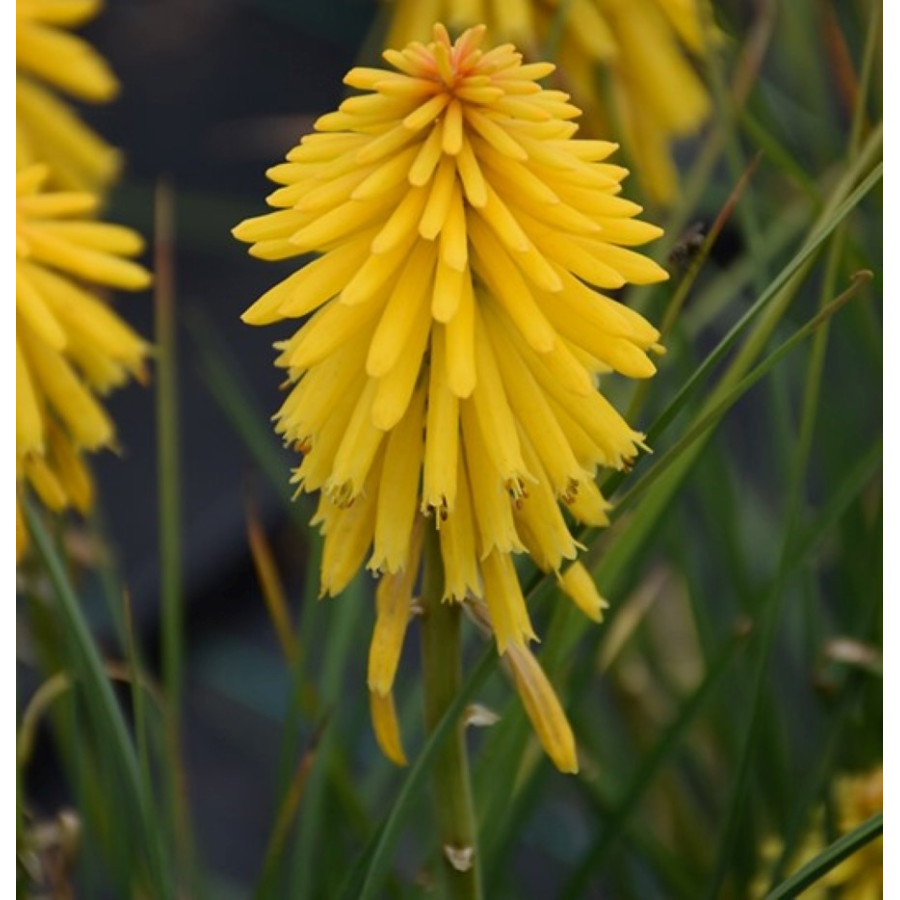 Kniphofia Banana Popsicle Trytoma