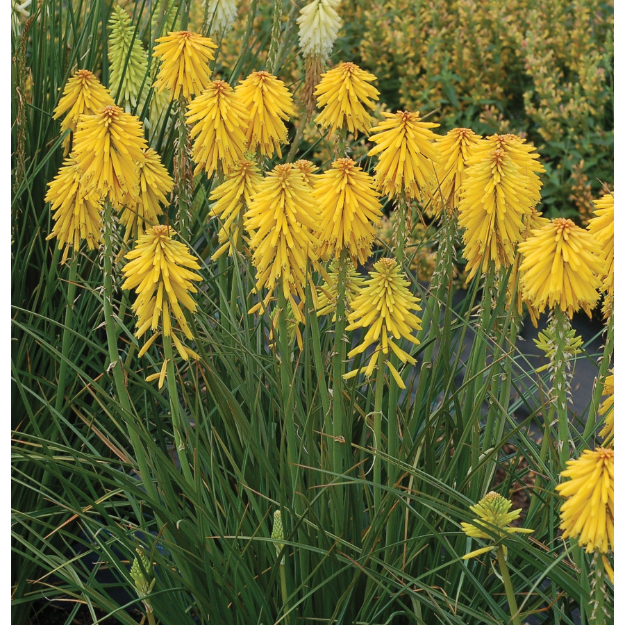 Kniphofia Banana Popsicle Trytoma