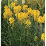 Kniphofia Banana Popsicle Trytoma