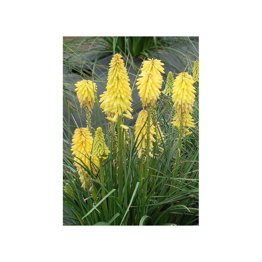 Kniphofia Banana Popsicle Trytoma