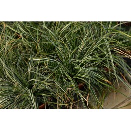 Carex oshimensis Silverwell Turzyca