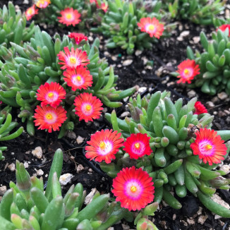 Delosperma Jewel of Desert Grenade Słonecznica