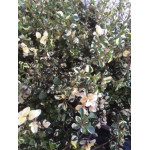 Thymus praecox Purpurteppich Macierzanka wczesna