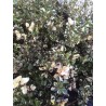 Thymus praecox Purpurteppich Macierzanka wczesna