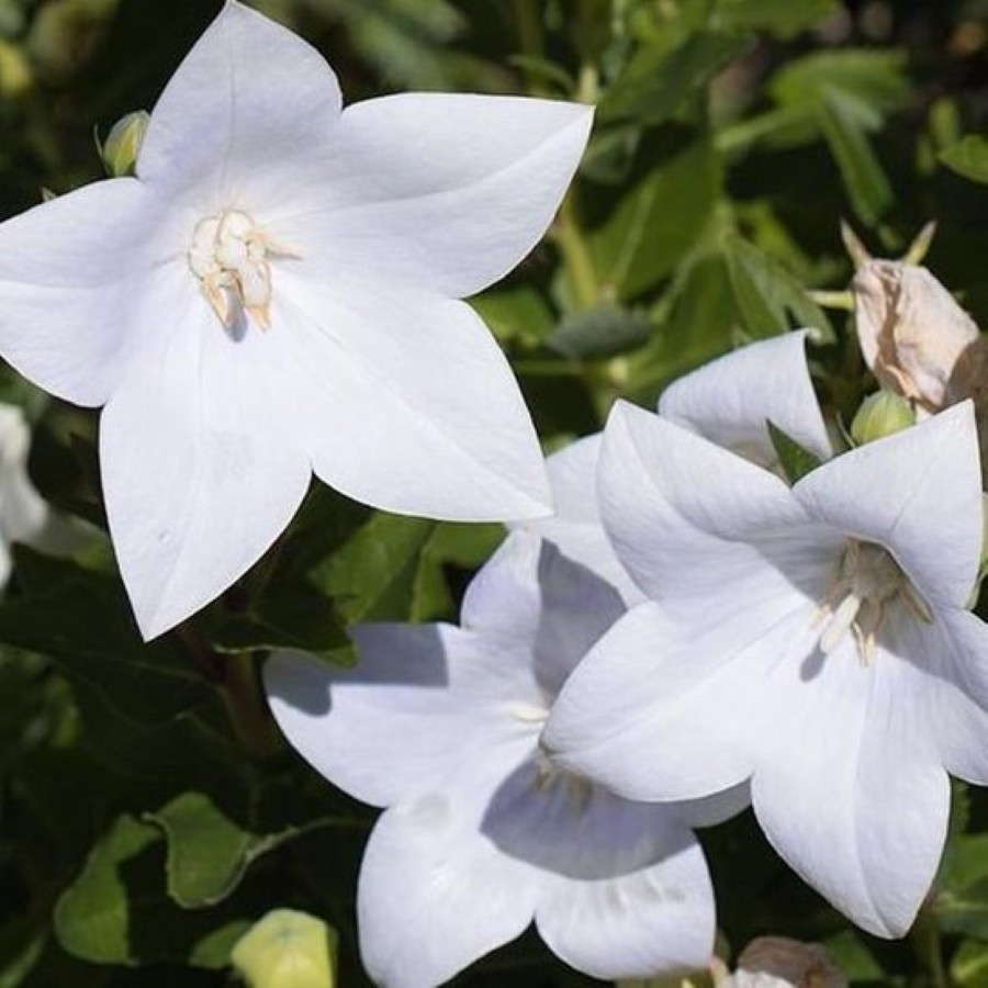 Platycodon grandiflorus Fuji White Rozwar wielkokwiatowy