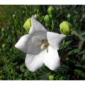 Platycodon grandiflorus Fuji White Rozwar wielkokwiatowy