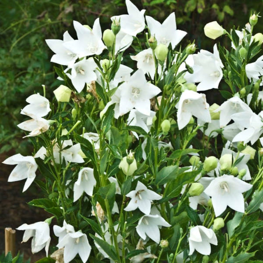 Platycodon grandiflorus Fuji White Rozwar wielkokwiatowy