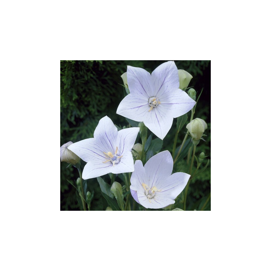 Platycodon grandiflorus Fuji White Rozwar wielkokwiatowy