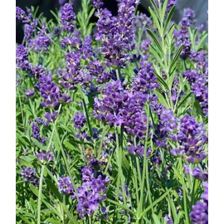 Lavandula angustifolia Munstead Lawenda wąskolistna