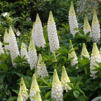 Lupinus White Shades Łubin