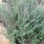 Thymus vulgaris Tymianek właściwy