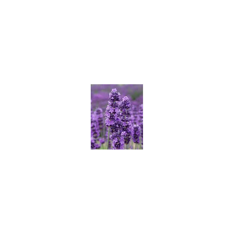Lavandula angustifolia Hidcote Blue Lawenda wąskolistna